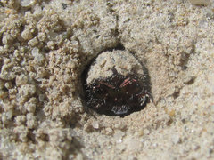 Eunota circumpicta johnsonii