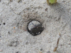 Eunota circumpicta johnsonii