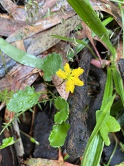 Goodenia hederacea alpestris