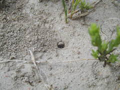 Eunota circumpicta johnsonii