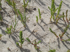 Eunota circumpicta johnsonii