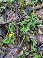 Goodenia hederacea alpestris