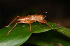 Melanonotus powellorum