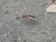 Eunota circumpicta johnsonii