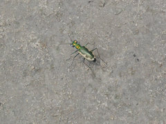 Eunota circumpicta johnsonii