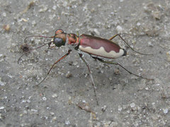 Eunota circumpicta johnsonii