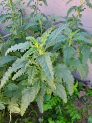 Sphaeralcea hastulata
