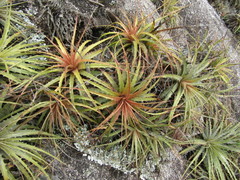 Encholirium spectabile