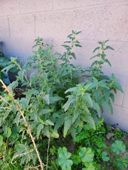 Sphaeralcea hastulata