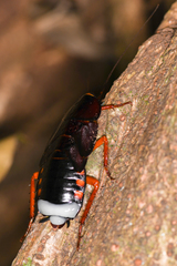 Megaloblatta blaberoides