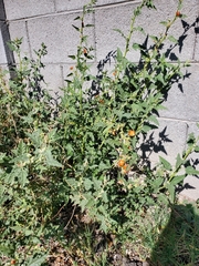 Sphaeralcea hastulata