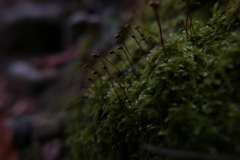 Brachytheciastrum velutinum