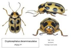 Cryptocephalus decemmaculatus