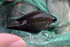 Pomacentrus tripunctatus