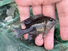 Pomacentrus tripunctatus