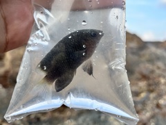 Pomacentrus tripunctatus