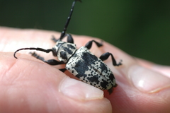 Acanthoderes funeraria
