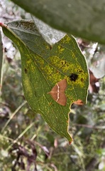 Chrysolarentia leucozona