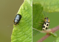 Cryptocephalus decemmaculatus