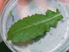 Urospermum picroides
