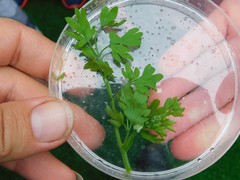 Fumaria capreolata