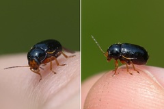Cryptocephalus flavipes