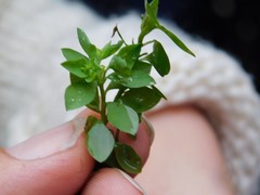 Euphorbia peplus