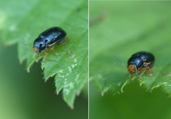 Cryptocephalus flavipes