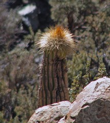 Trichocereus tarijensis