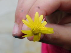 Senecio vernalis