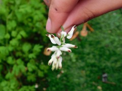 Fumaria capreolata