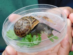 Cornu aspersum