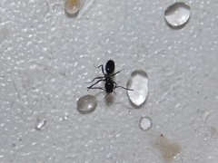 Tapinoma