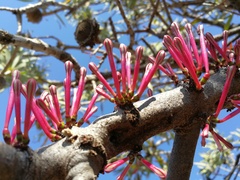 Tapinanthus rubromarginatus
