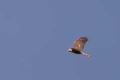 Accipiter badius