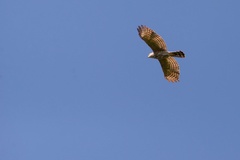 Accipiter badius