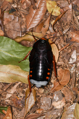 Megaloblatta blaberoides