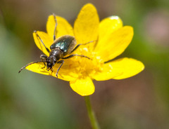 Brachysomida californica