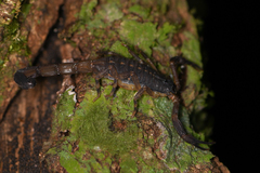 Centruroides limbatus