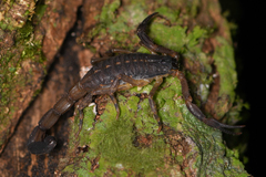 Centruroides limbatus