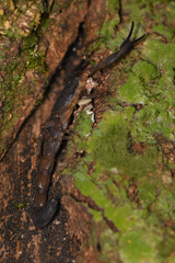 Centruroides limbatus