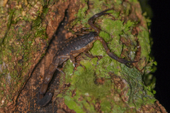 Centruroides limbatus