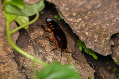 Megaloblatta blaberoides