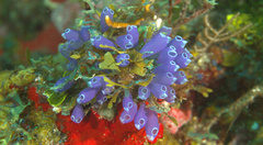 Clavelina puertosecensis