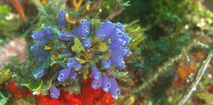 Clavelina puertosecensis