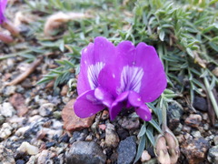 Oxytropis diantha