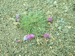 Oxytropis diantha
