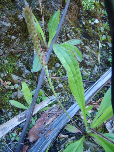 Plantago australis