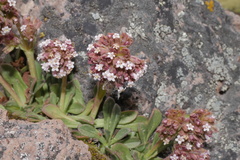 Valeriana nivalis