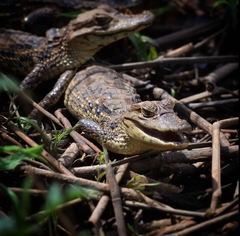 Crocodylia